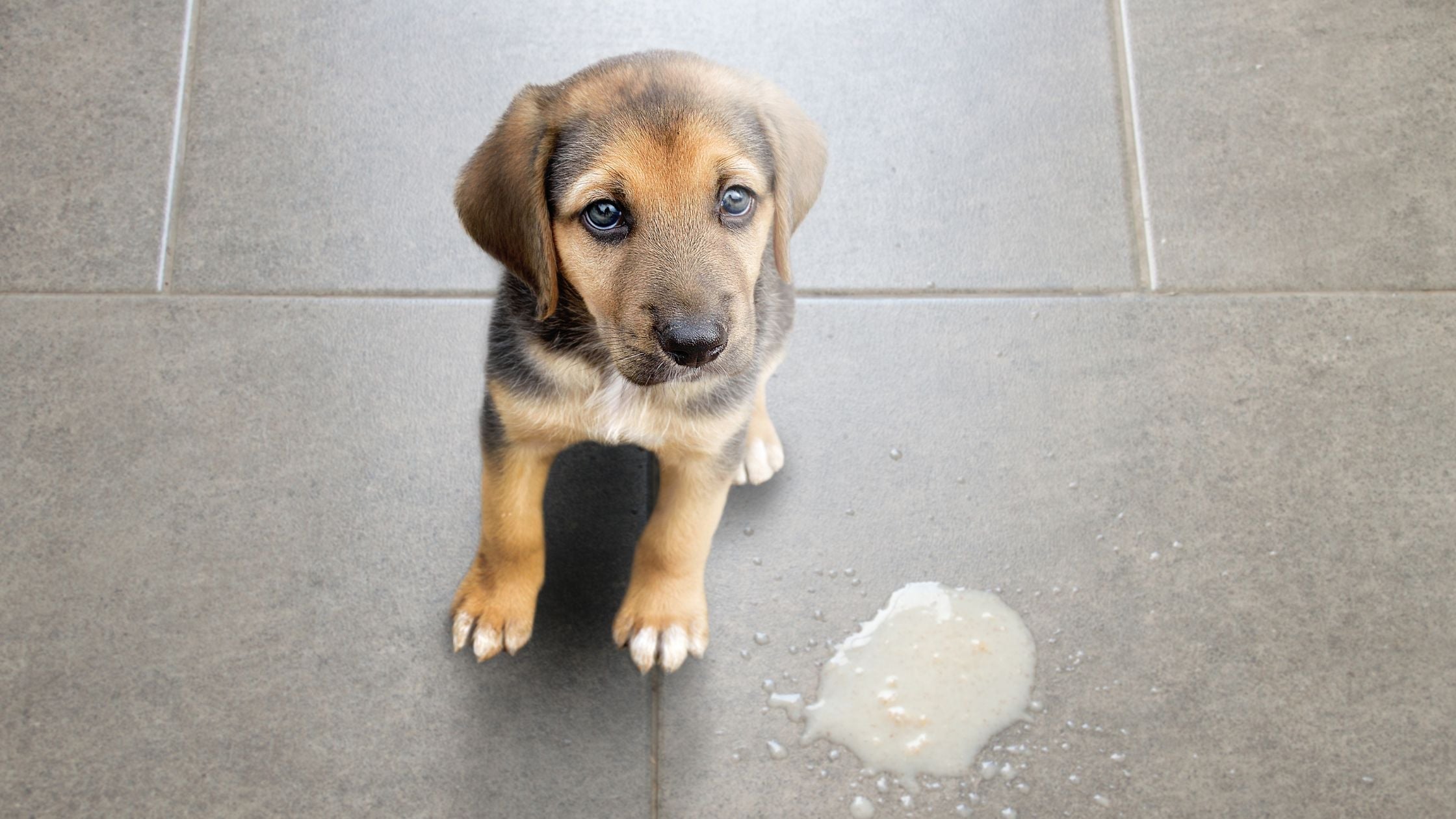 Why Is My Dog Vomiting?